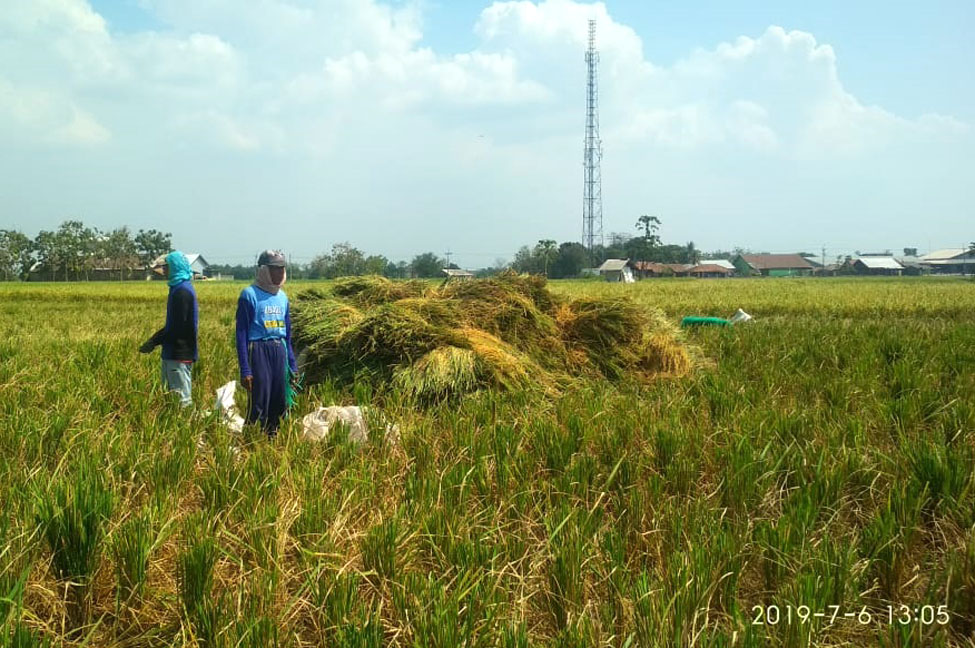 20190706-Pertanian Desa Gantar Indramayu Nanang (1)