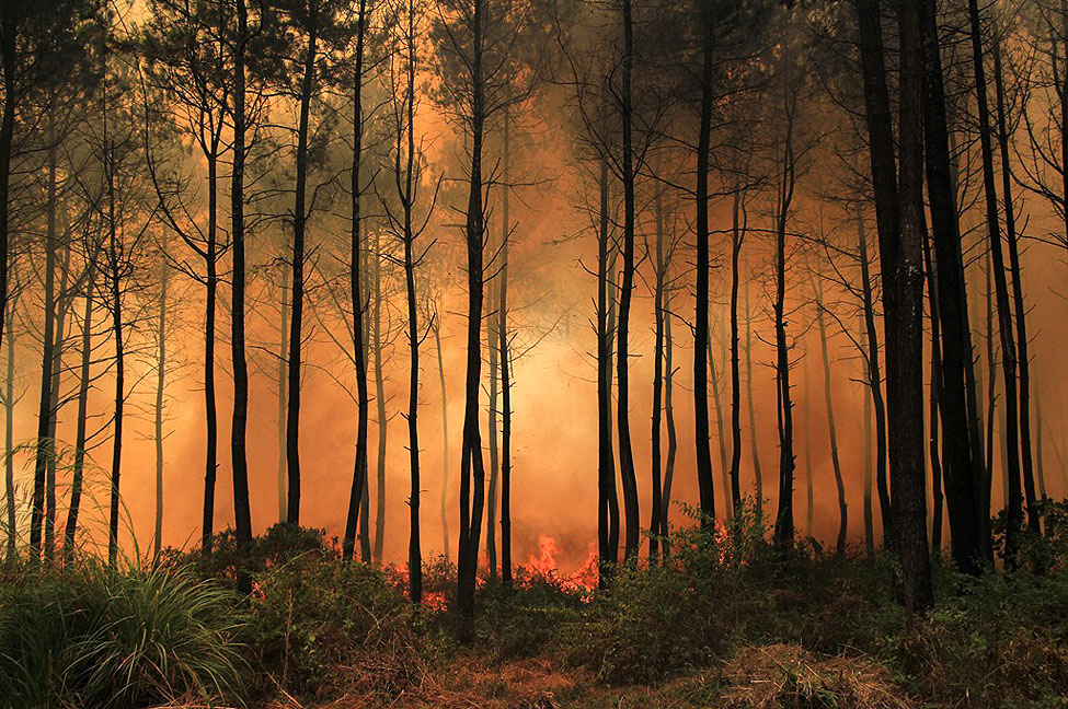 Ilustrasi kebakaran hutan. (Net)