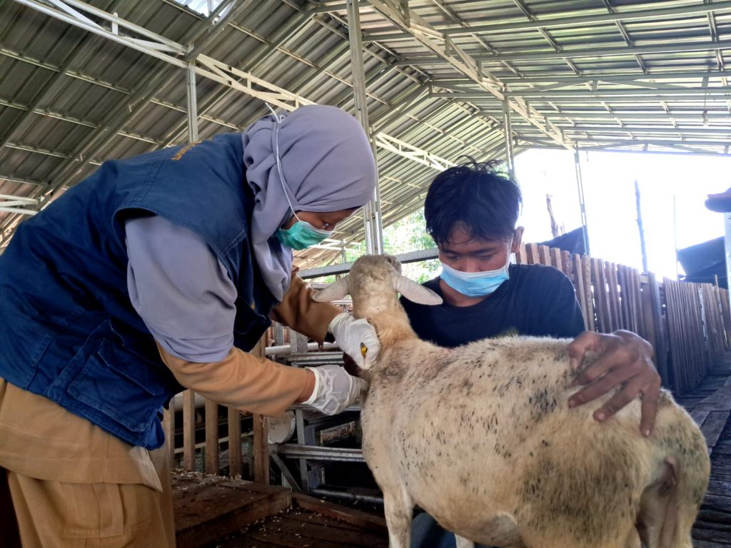 vaksinasi hewan kurban