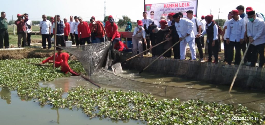 Caption : pelaksanaan panen ikan Lele di Kecamatan Sindang, Kabupaten Indramayu. Foto : Ist