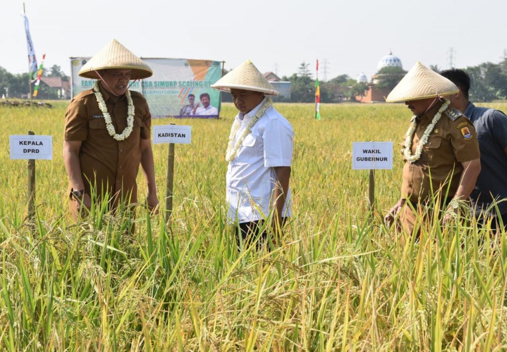 Caption : Wagub Jabar, Uu Ruzhanul Ulum meninjau kawasan pertanian di Kabupaten Cirebon. Foto : Ist