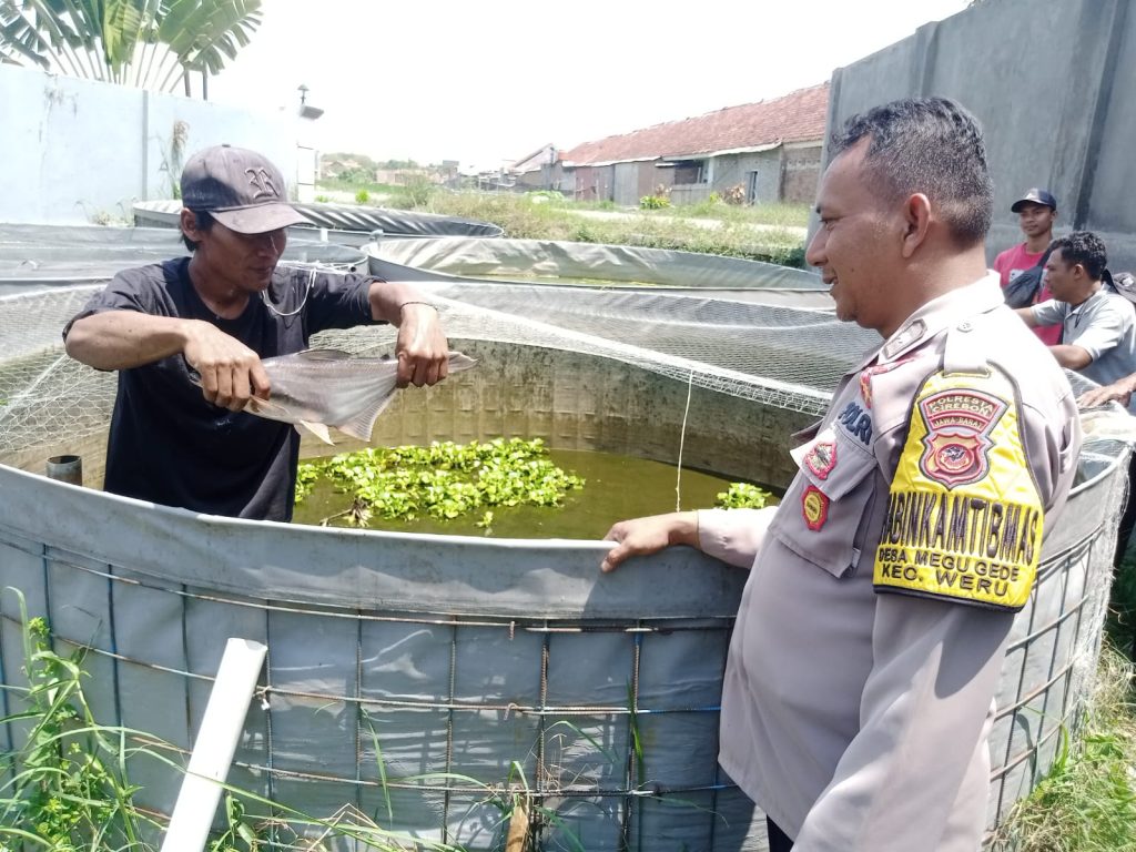 Caption: Bhabinkamtibmas Polresta Cirebon, Aipda Suwendi saat memanen ikan patin dengan warga. Foto: Joni